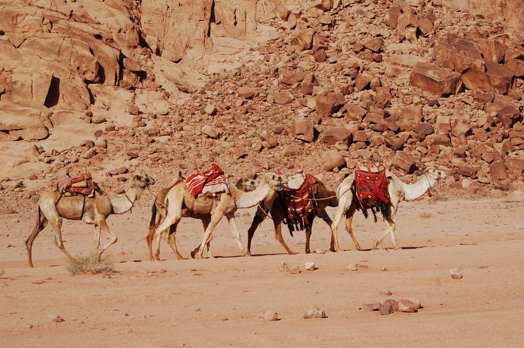 Wadi Rum Camp Exterior photo